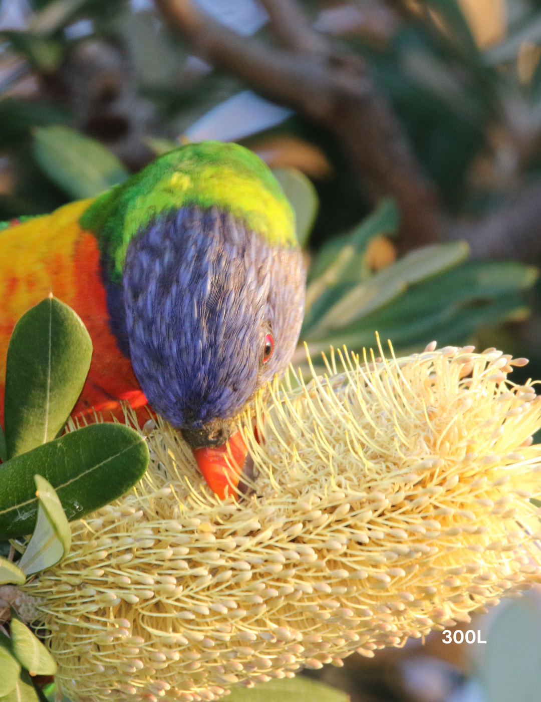 Banksia integrifolia (Coast Banksia)