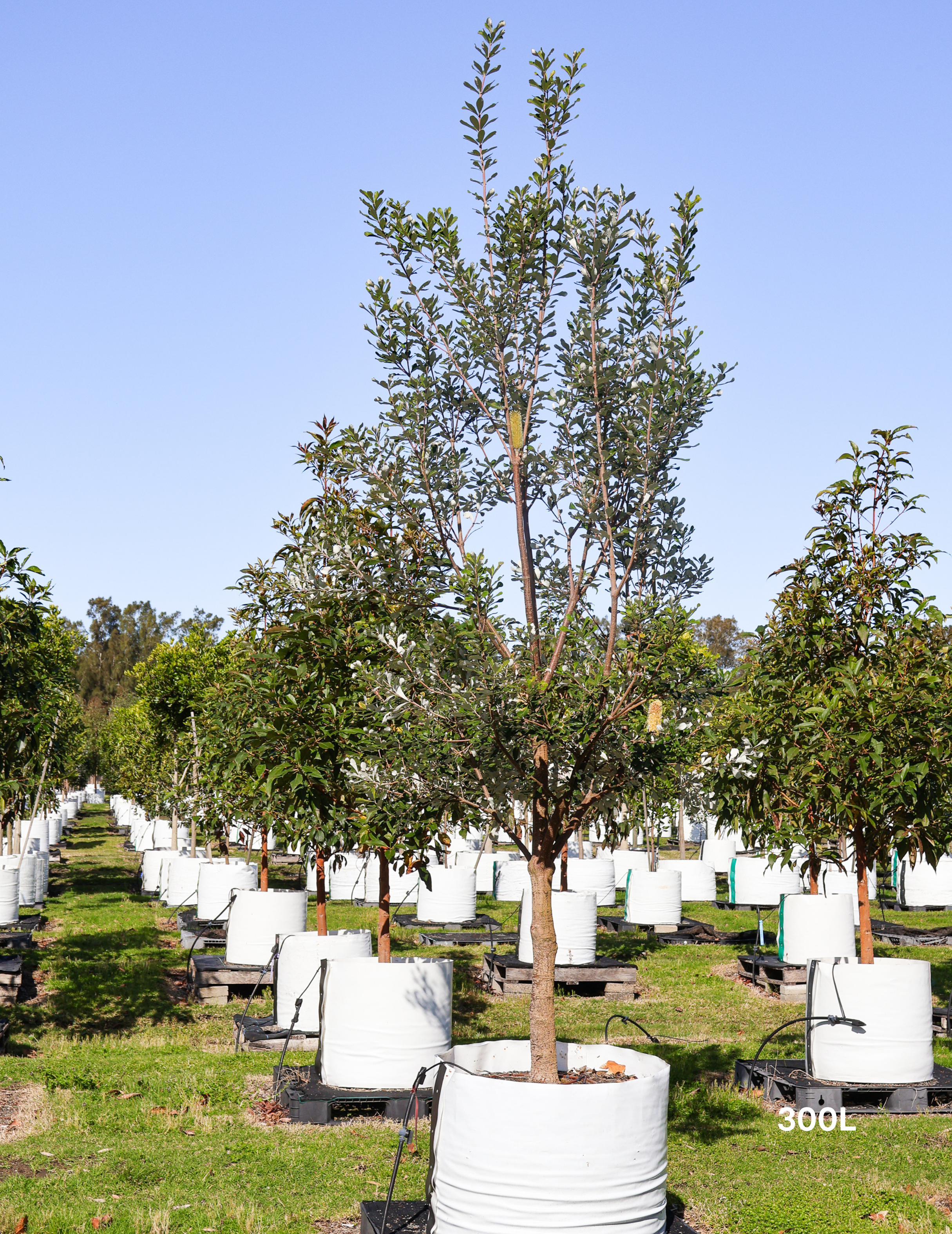 Banksia integrifolia (Coast Banksia)