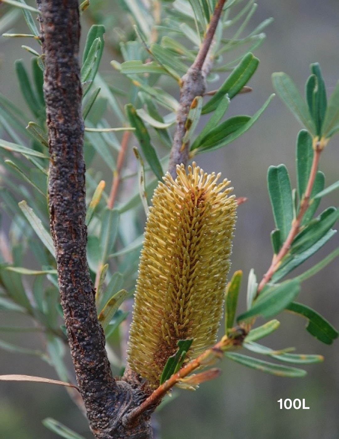 Banksia marginata