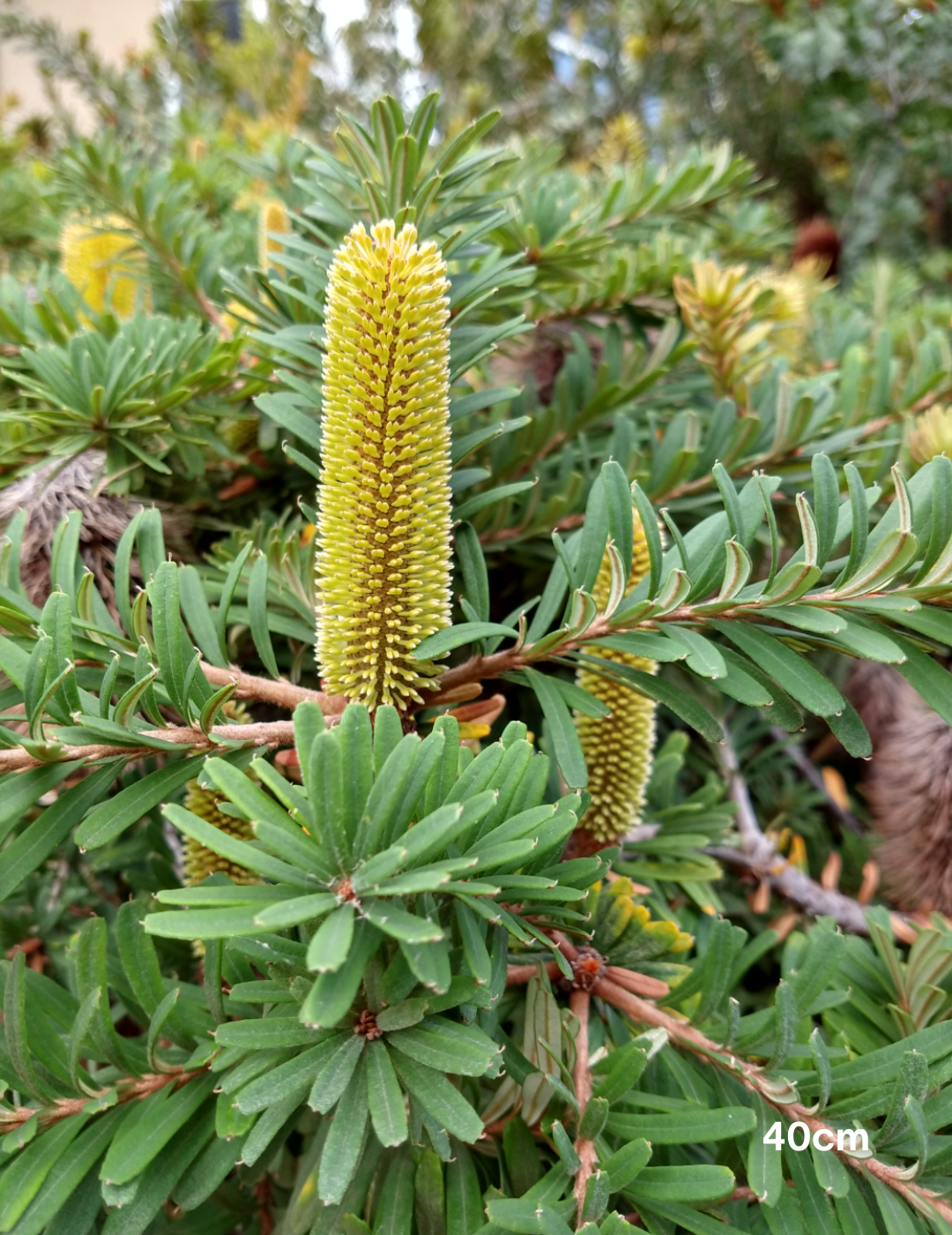 Banksia marginata