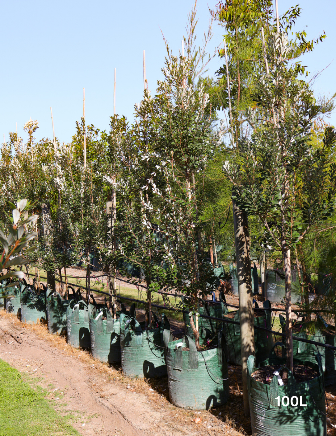 Banksia integrifolia 'Sentinel' - Evergreen Trees Direct