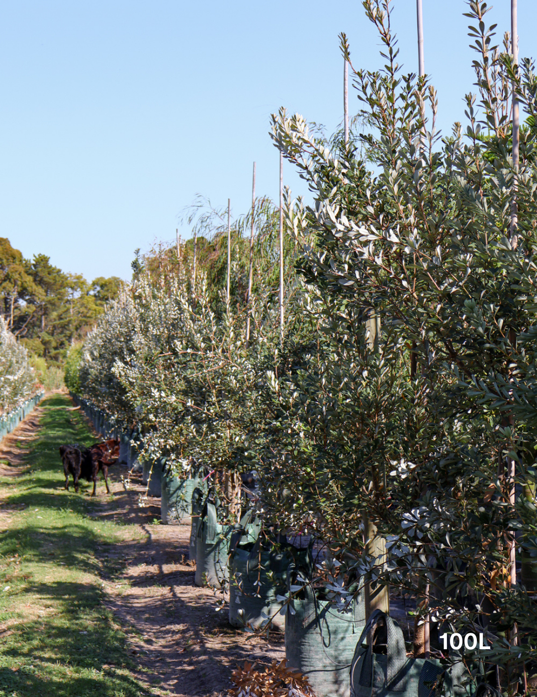 Banksia integrifolia 'Sentinel' - Evergreen Trees Direct