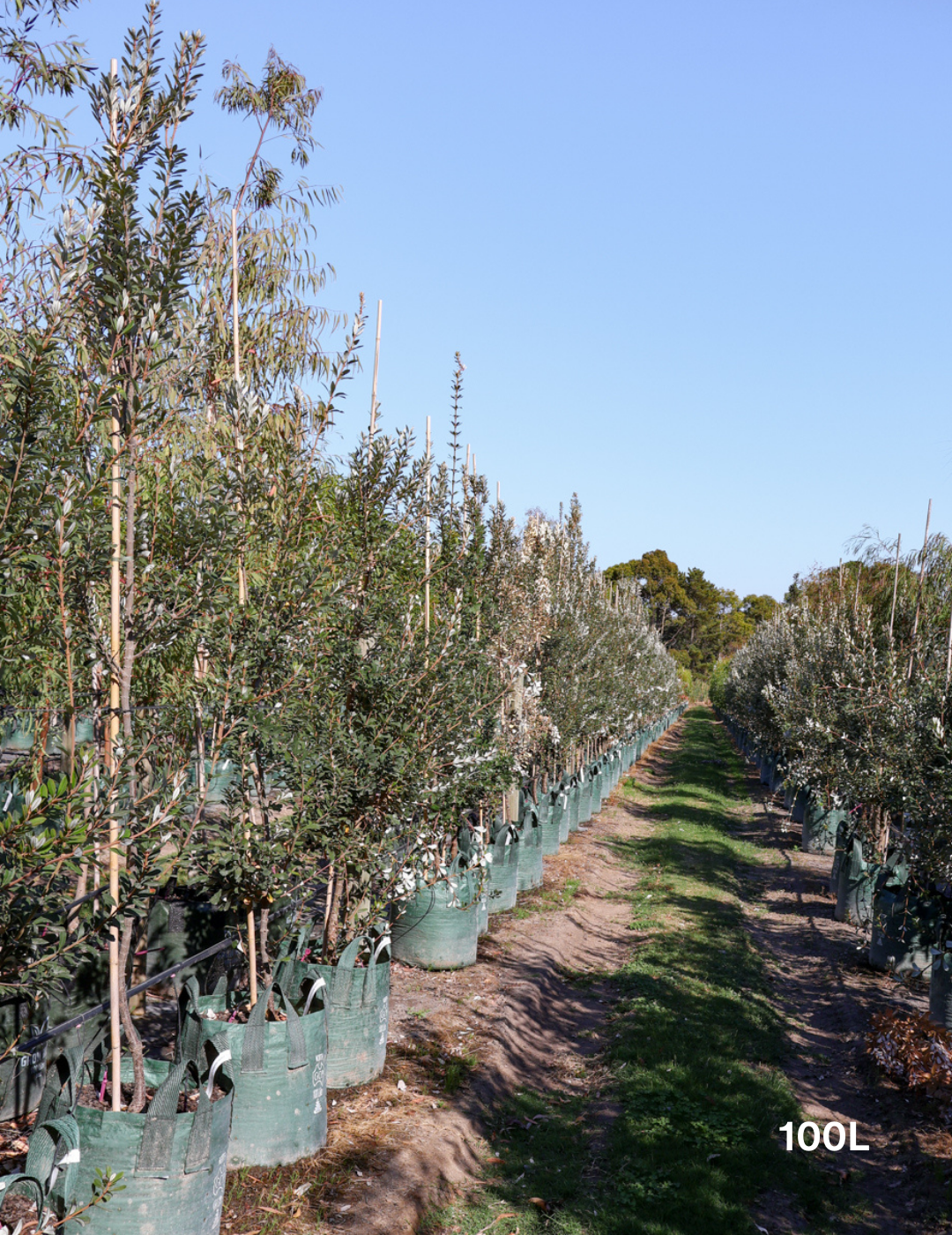 Banksia integrifolia 'Sentinel' - Evergreen Trees Direct