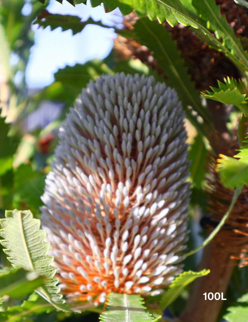 Banksia Serrata - Evergreen Trees Direct