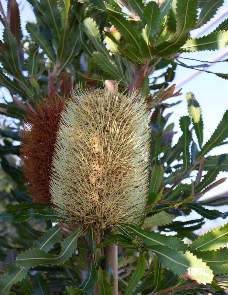 Banksia Serrata