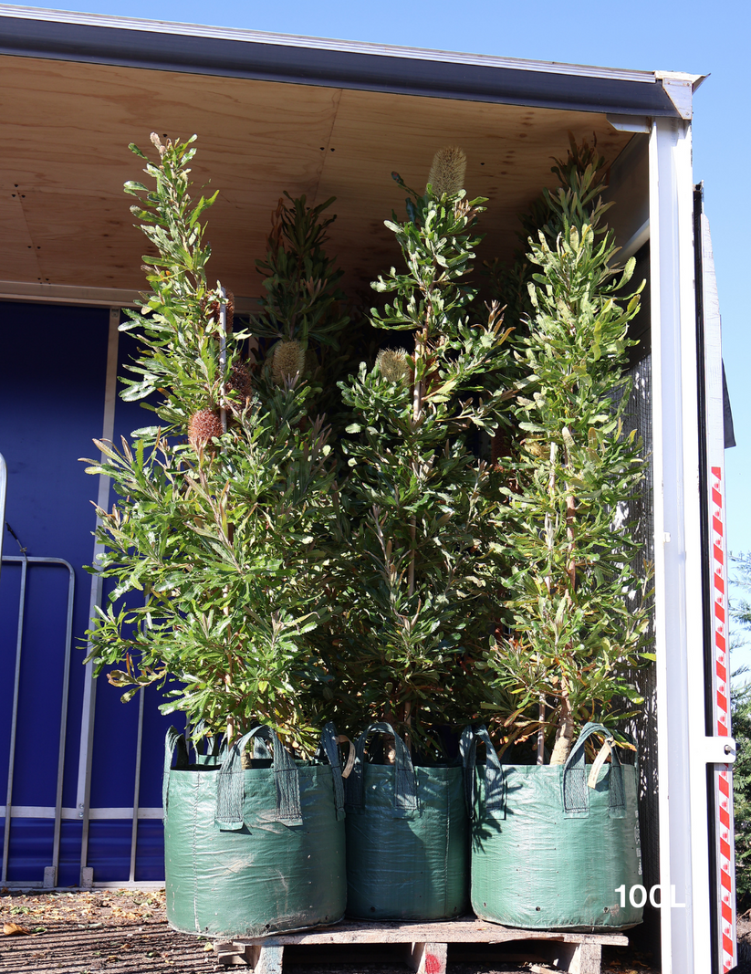 Banksia Serrata - Evergreen Trees Direct