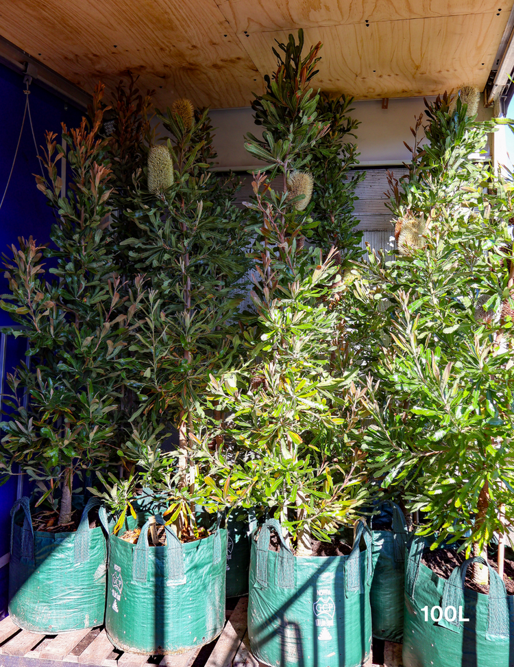 Banksia Serrata