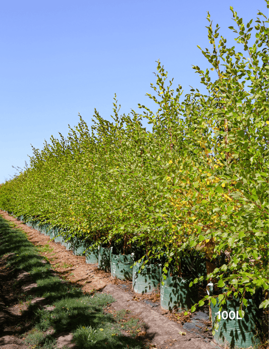 Betula pendula 'Nigra' - Black Birch