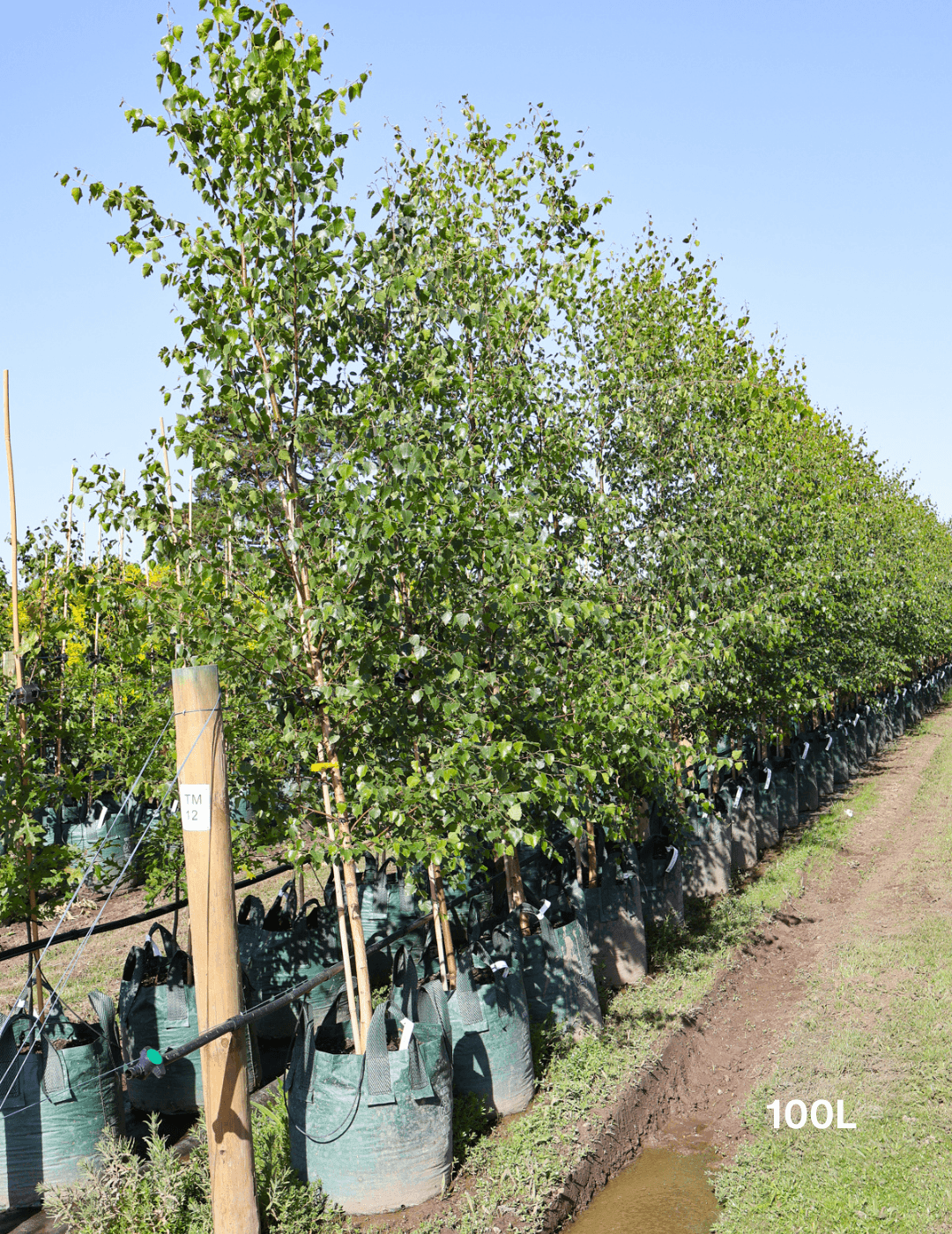 Betula pendula - Silver Birch