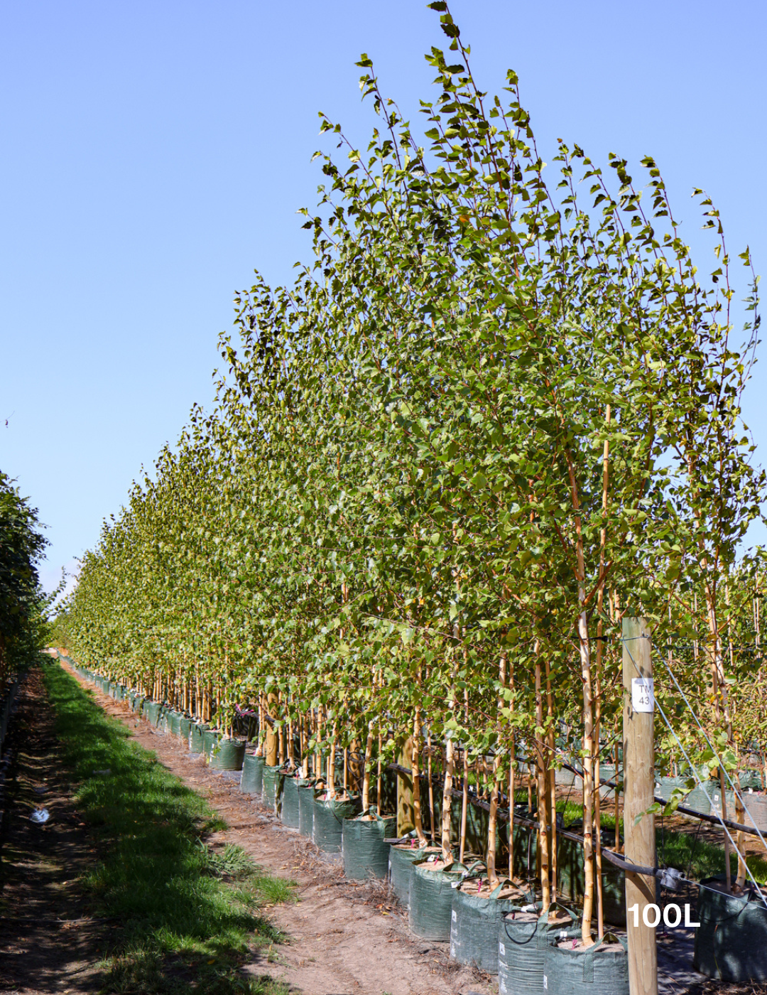 Betula pendula - Silver Birch