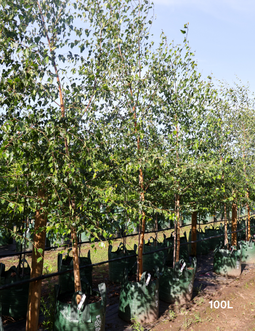 Betula pendula 'Alba' - Silver Birch - Evergreen Trees Direct