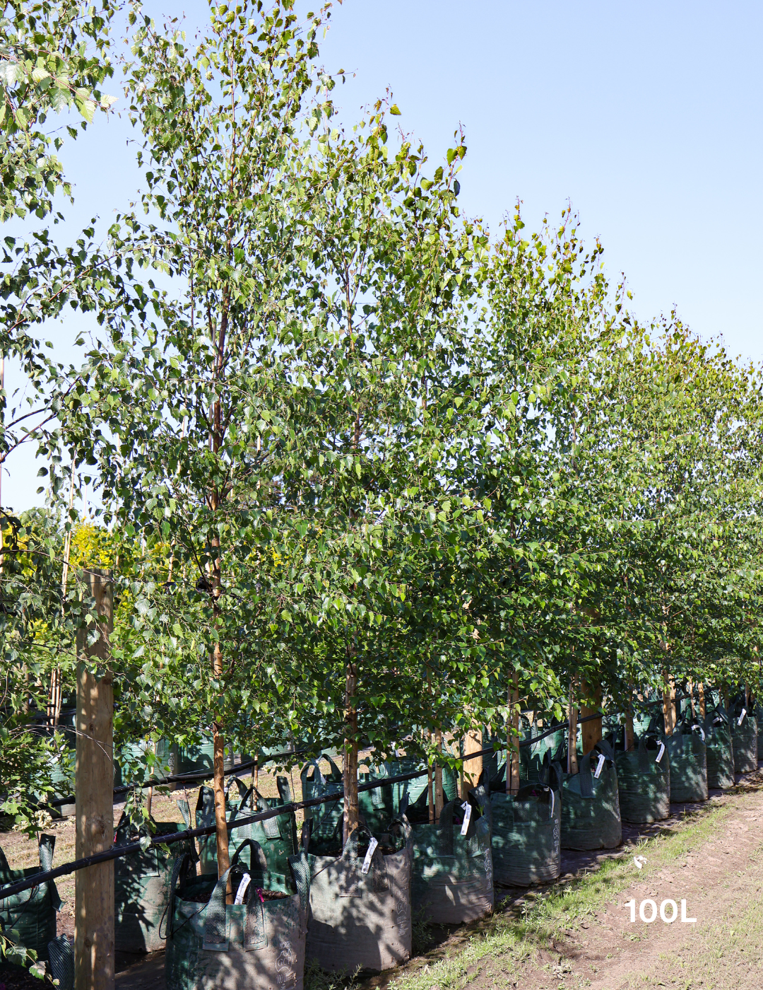 Betula pendula 'Alba' - Silver Birch - Evergreen Trees Direct