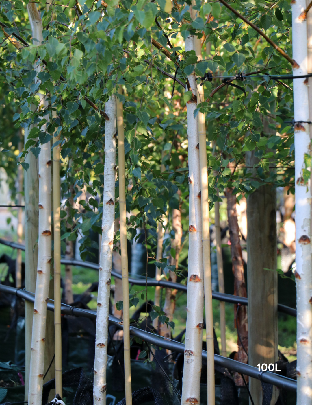 Betula pendula 'Moss White' - Evergreen Trees Direct