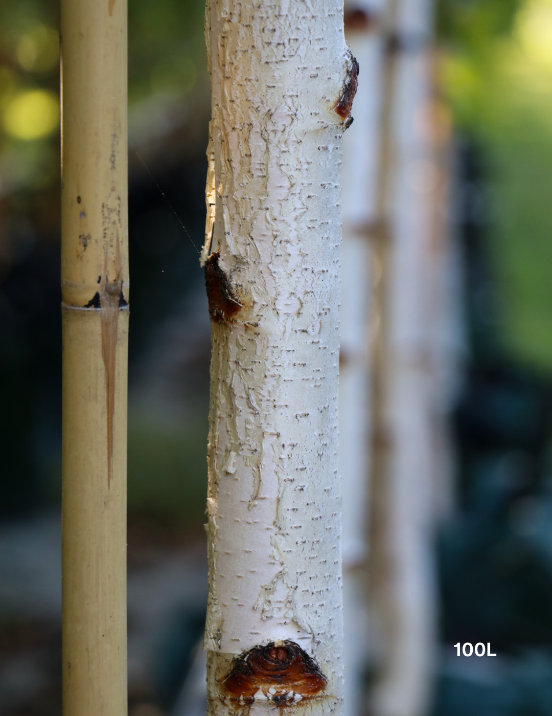 Betula pendula 'Moss White' - Evergreen Trees Direct