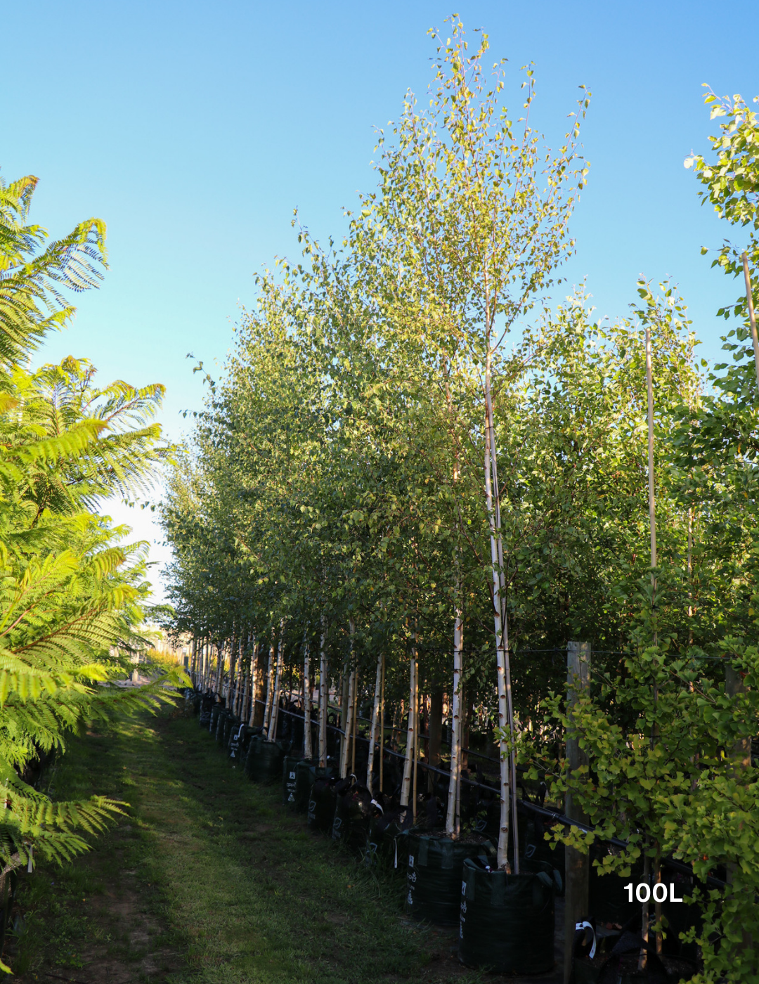 Betula pendula 'Moss White' - Evergreen Trees Direct