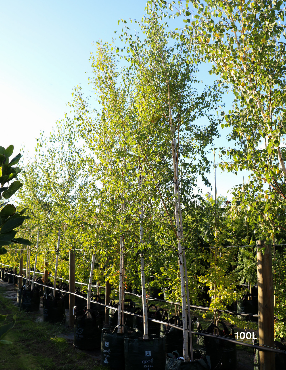 Betula pendula 'Moss White' - Evergreen Trees Direct