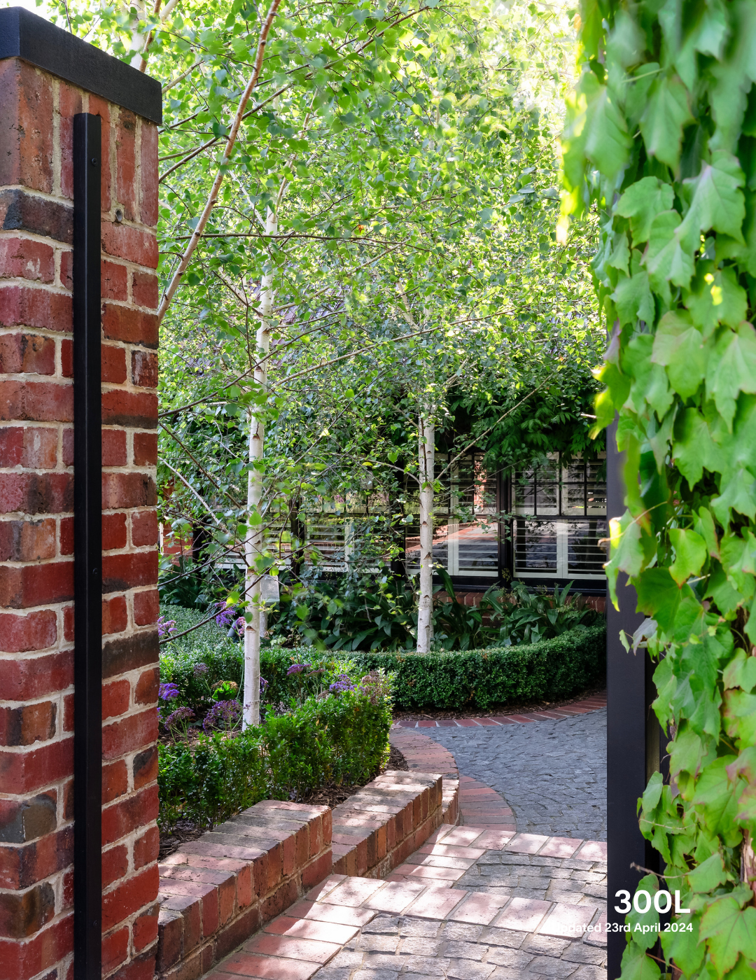 Betula pendula 'Moss White' - Evergreen Trees Direct