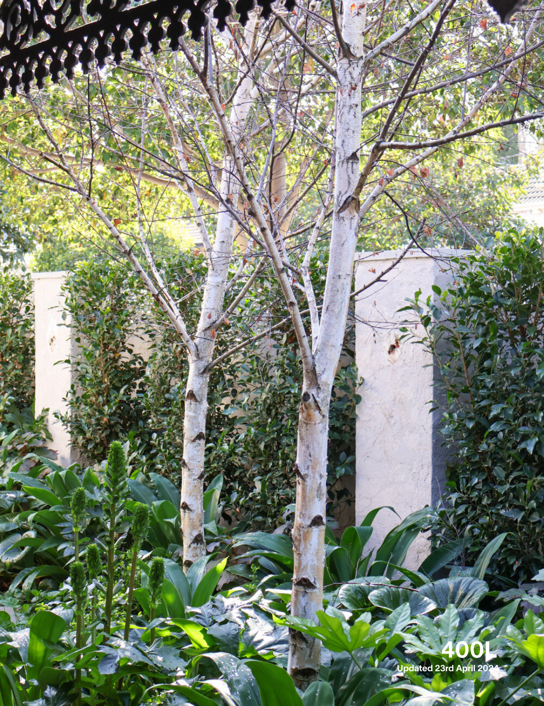 Betula pendula 'Moss White' - Evergreen Trees Direct