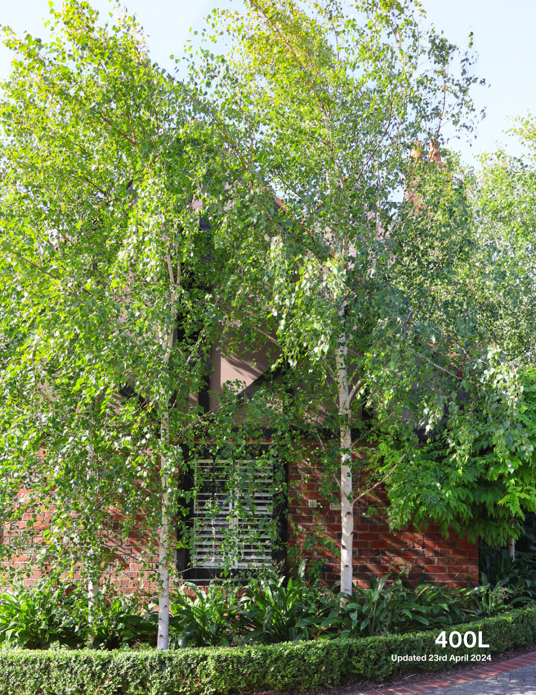 Betula pendula 'Moss White' - Evergreen Trees Direct