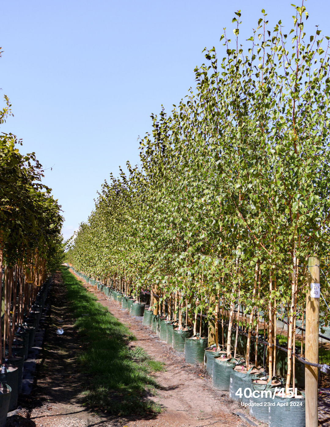 Betula pendula 'Moss White' - Evergreen Trees Direct