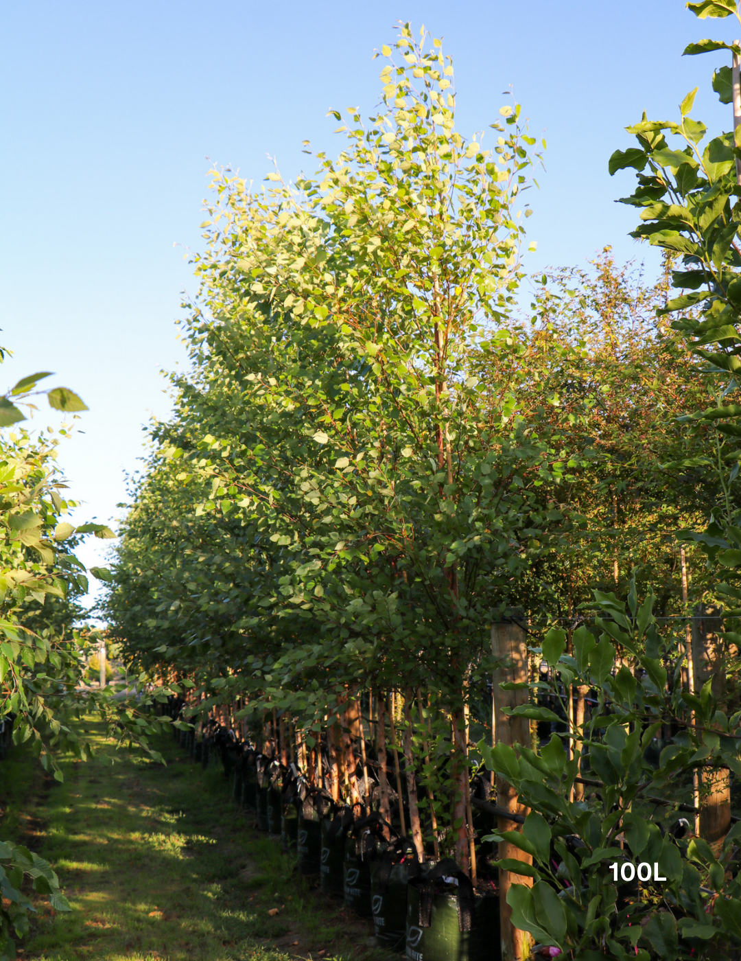 Betula pendula 'Nigra' - Black Birch - Evergreen Trees Direct