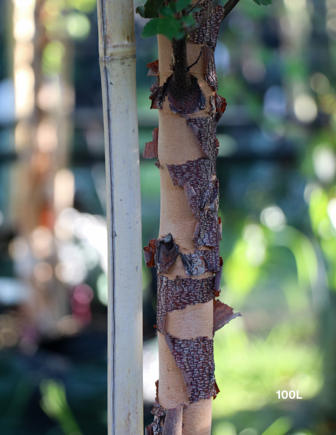 Betula pendula 'Nigra' - Black Birch