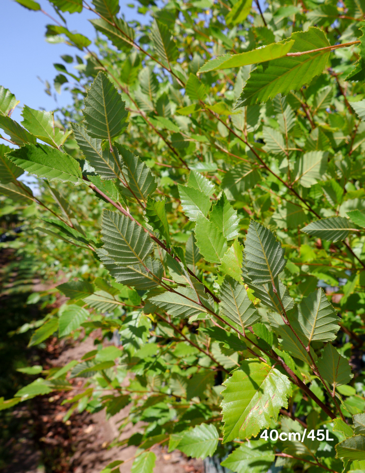 Betula pendula 'Nigra' - Black Birch