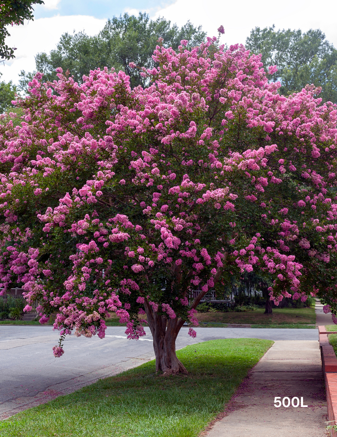 Lagerstroemia indica 'Biloxi' - Crepe Myrtle - Evergreen Trees Direct