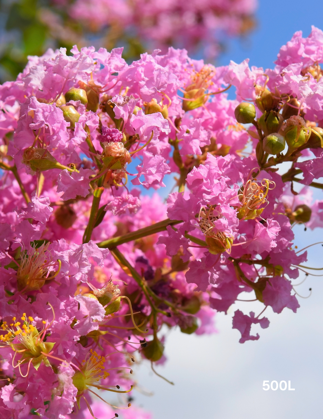 Lagerstroemia indica 'Biloxi' - Crepe Myrtle