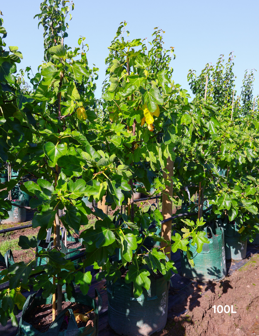 Ficus carica 'Black Genoa' Fig - Evergreen Trees Direct