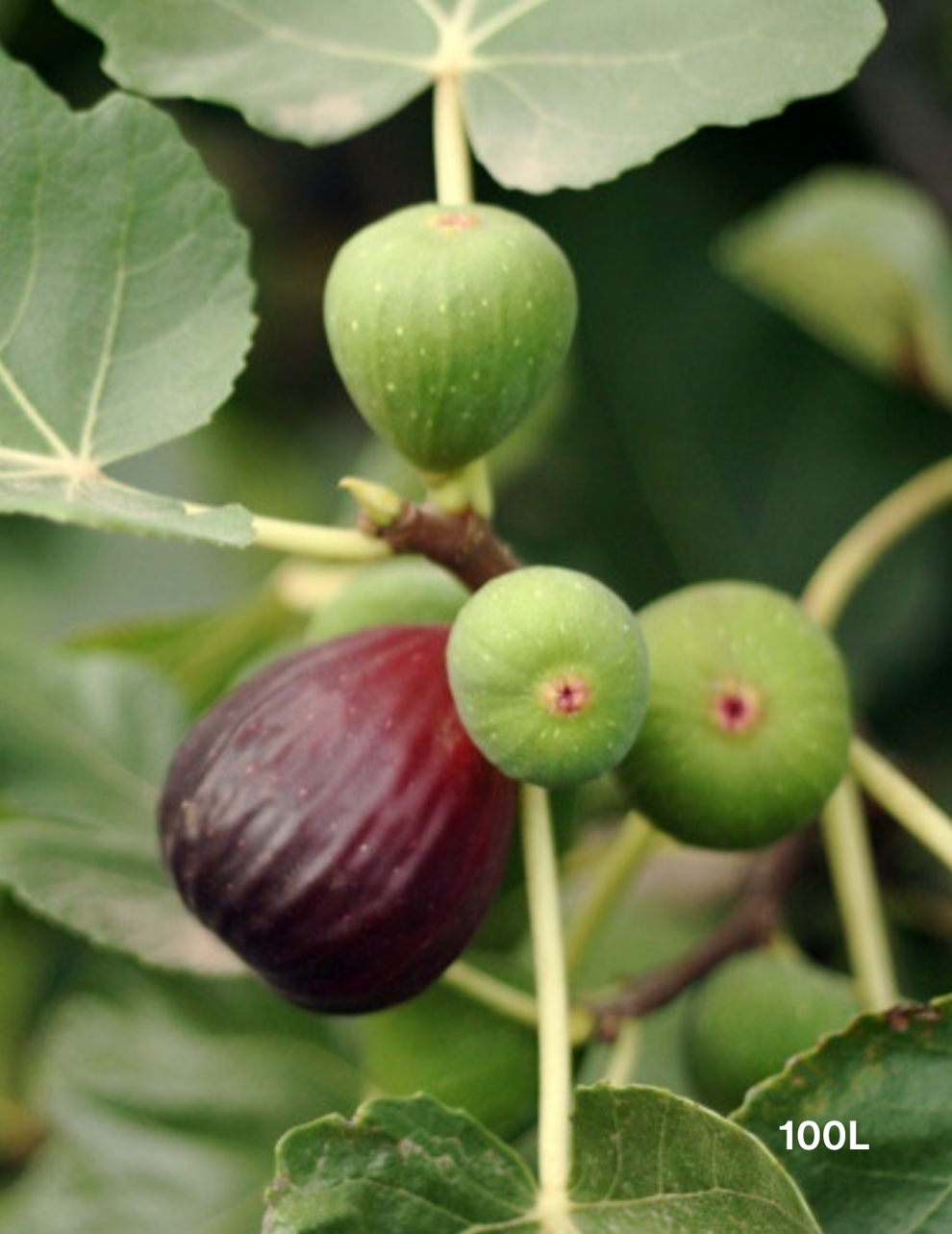 Ficus carica 'Black Genoa' Fig 40cm - Evergreen Trees Direct