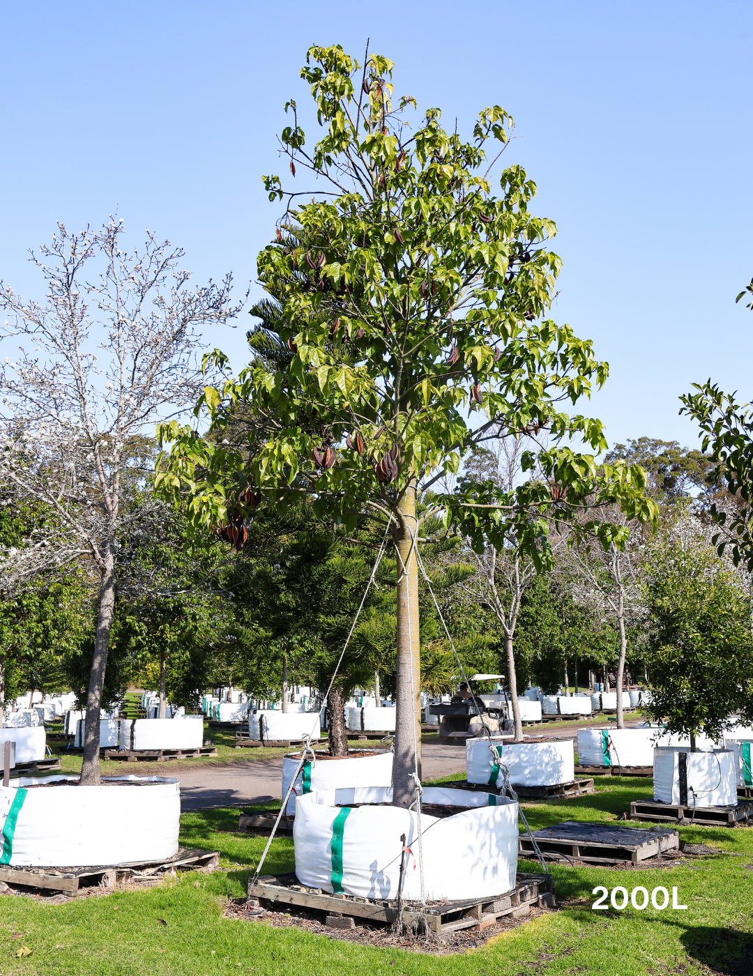 Brachychiton acerifolius