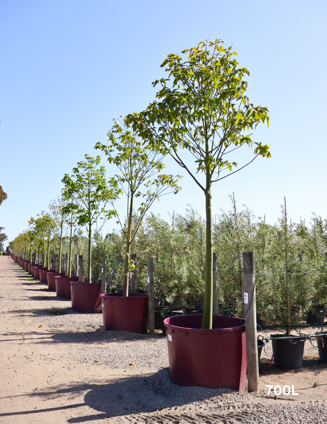 Brachychiton acerifolius - Evergreen Trees Direct