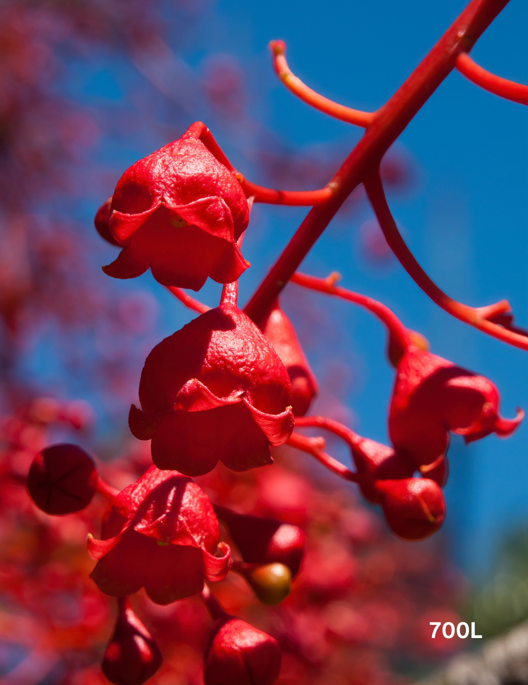 Brachychiton acerifolius - Evergreen Trees Direct