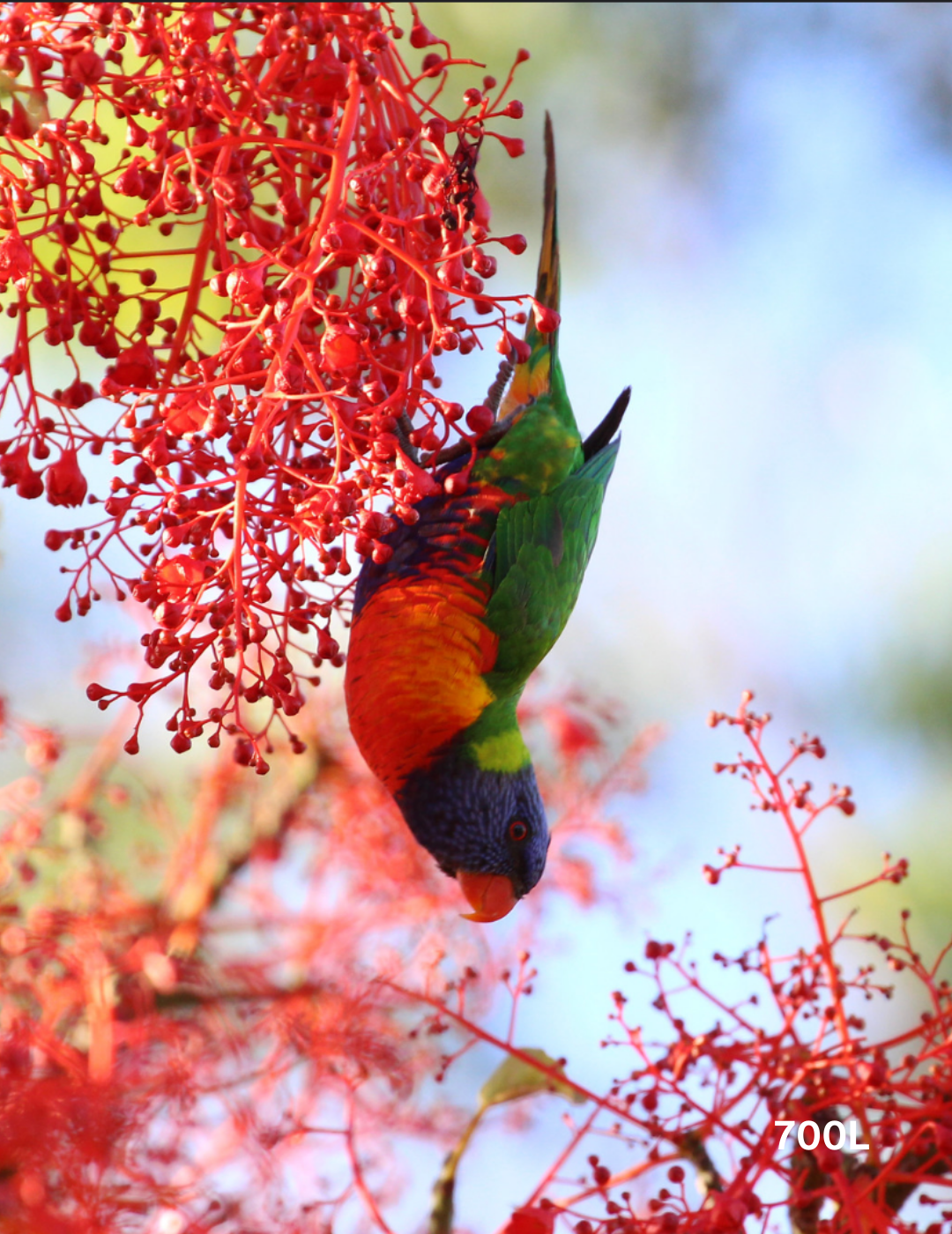 Brachychiton acerifolius - Evergreen Trees Direct