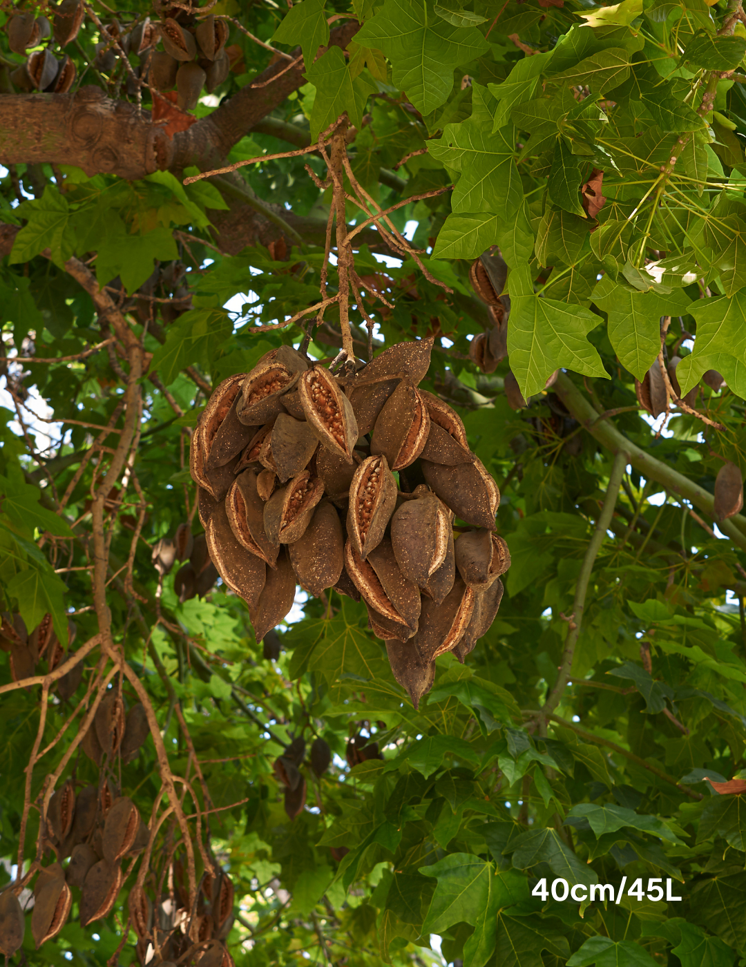 Brachychiton populneus x acerifolius 'Jerilderie Red' - Evergreen Trees Direct