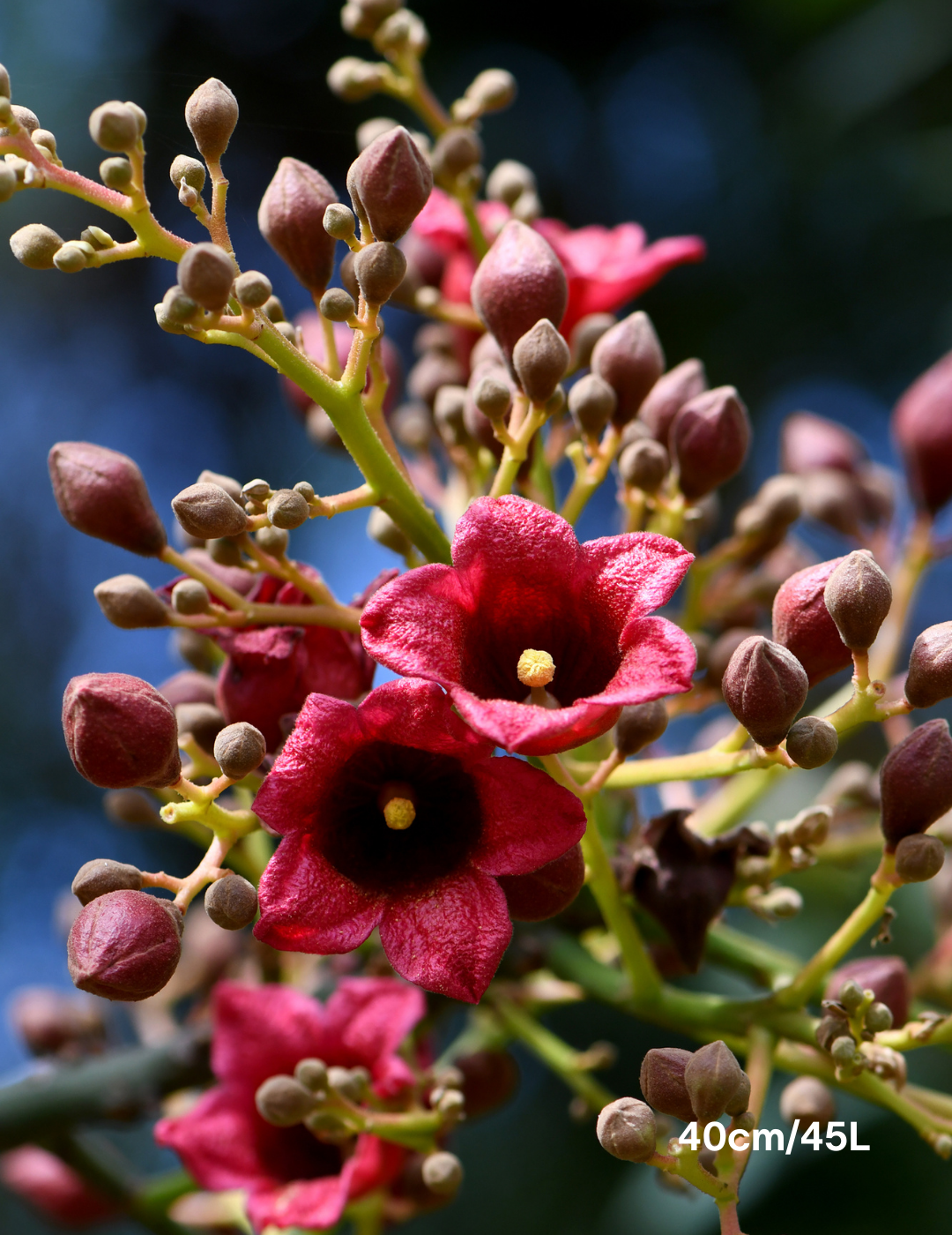 Brachychiton populneus - Bottle Tree