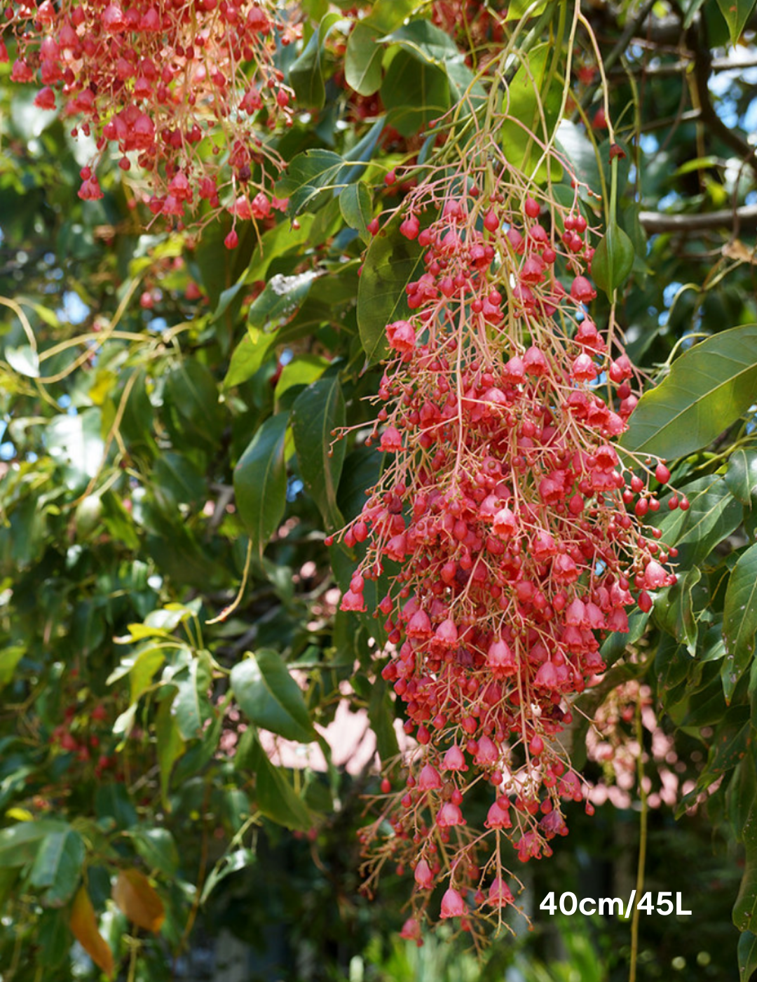 Brachychiton populneus x acerifolius 'Bella Donna' - Evergreen Trees Direct