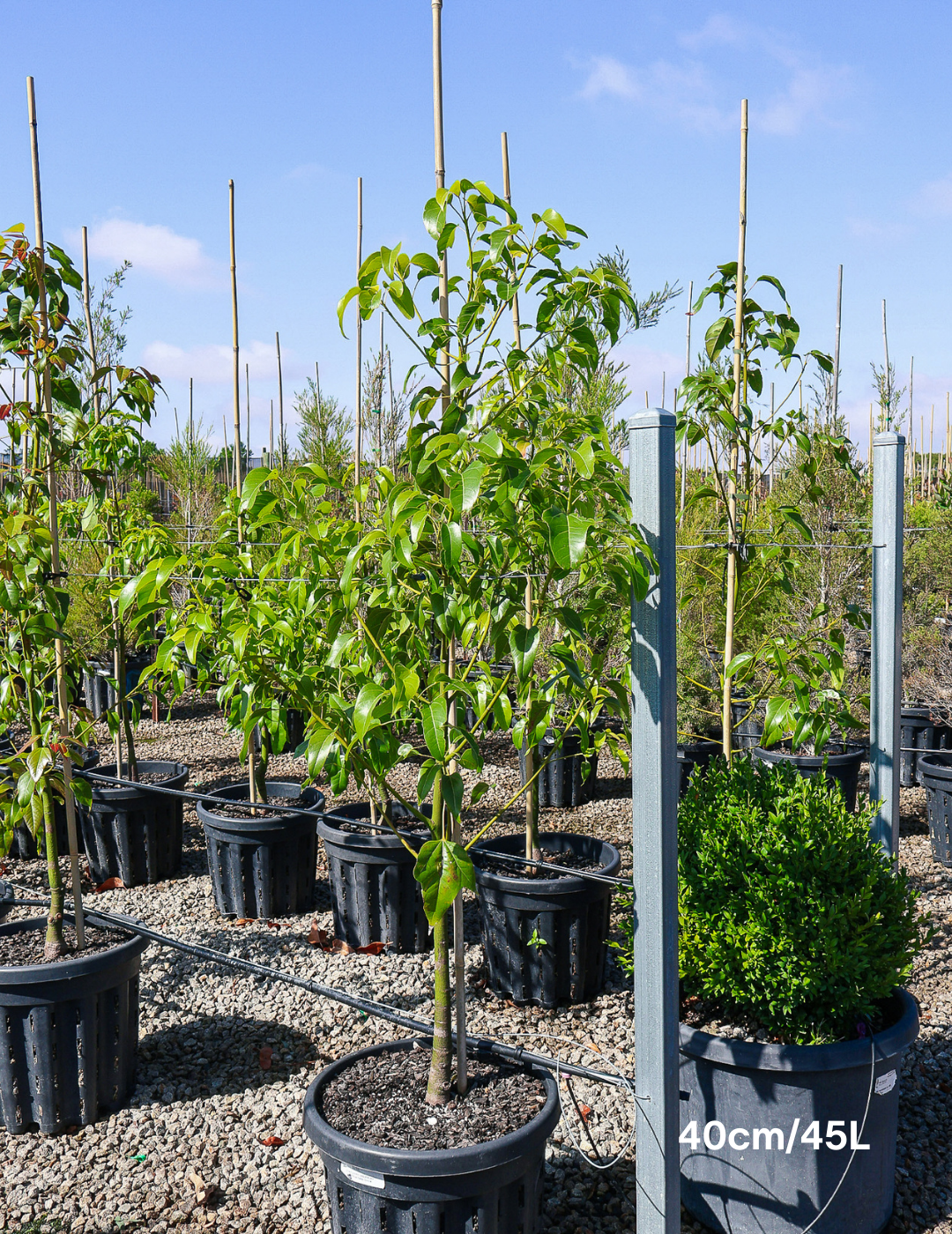 Brachychiton populneus x acerifolius 'Bella Donna' - Evergreen Trees Direct