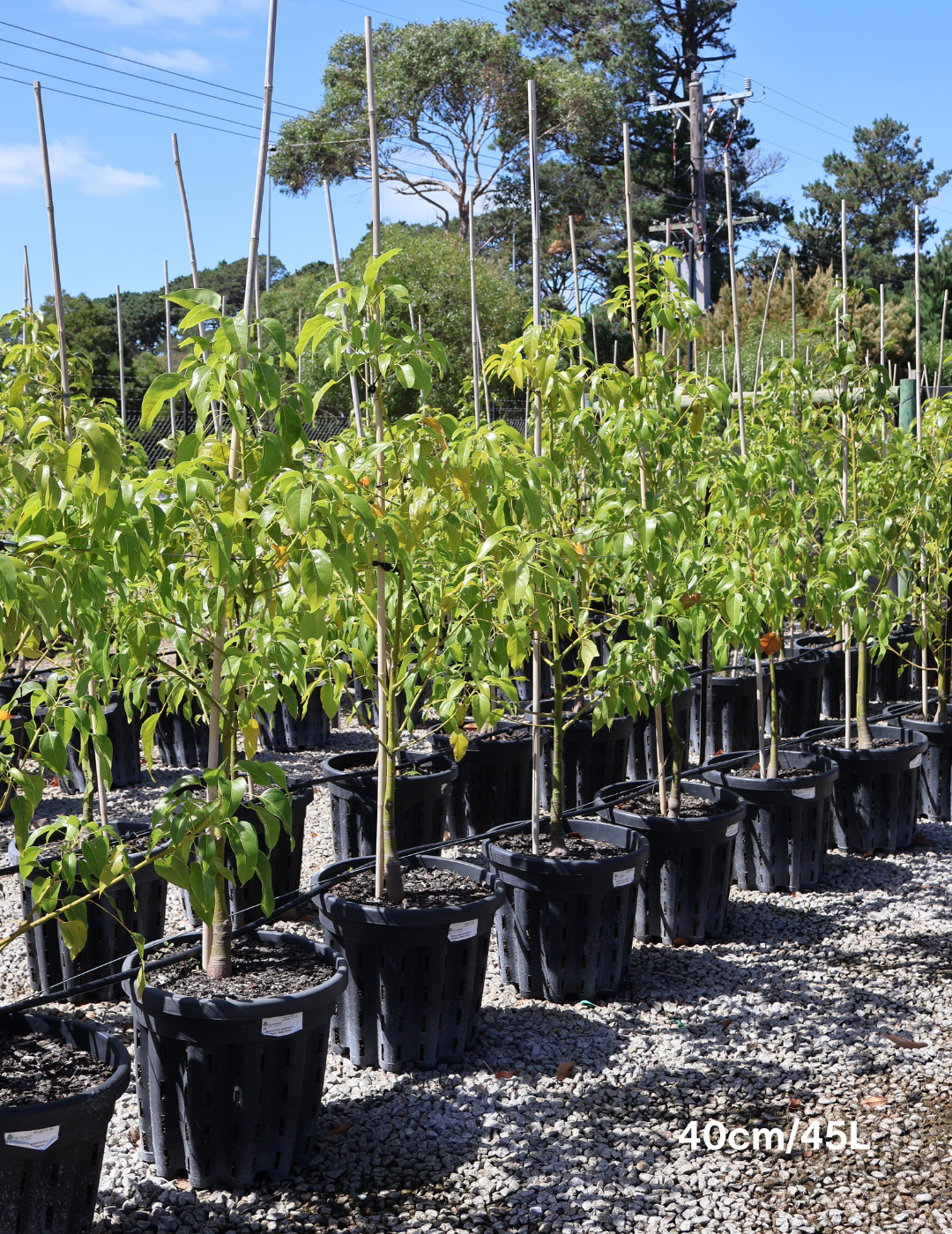 Brachychiton populneus x acerifolius 'Bella Donna' - Evergreen Trees Direct