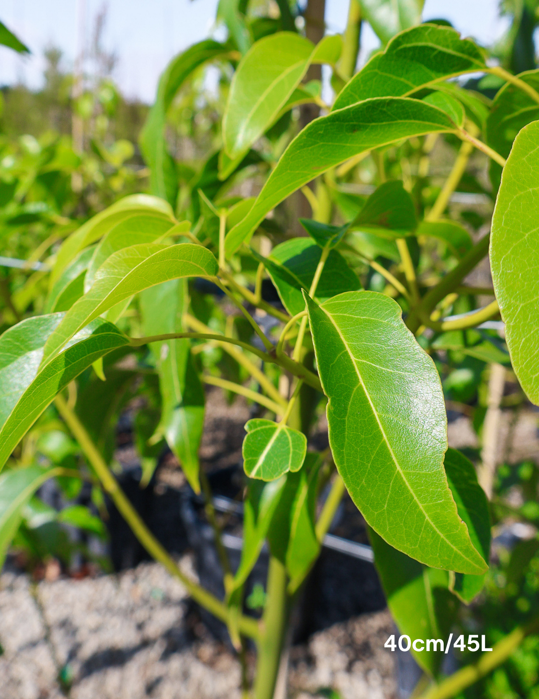 Brachychiton populneus x acerifolius 'Bella Donna' - Evergreen Trees Direct