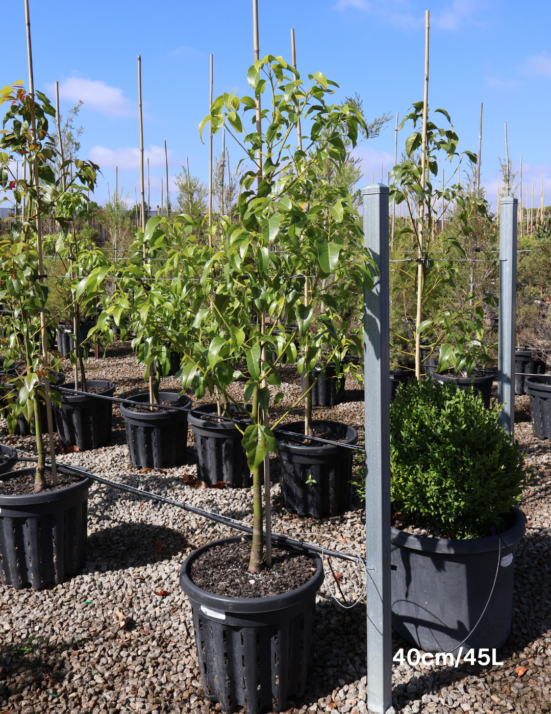 Brachychiton populneus x acerifolius 'Bella Donna' - Evergreen Trees Direct