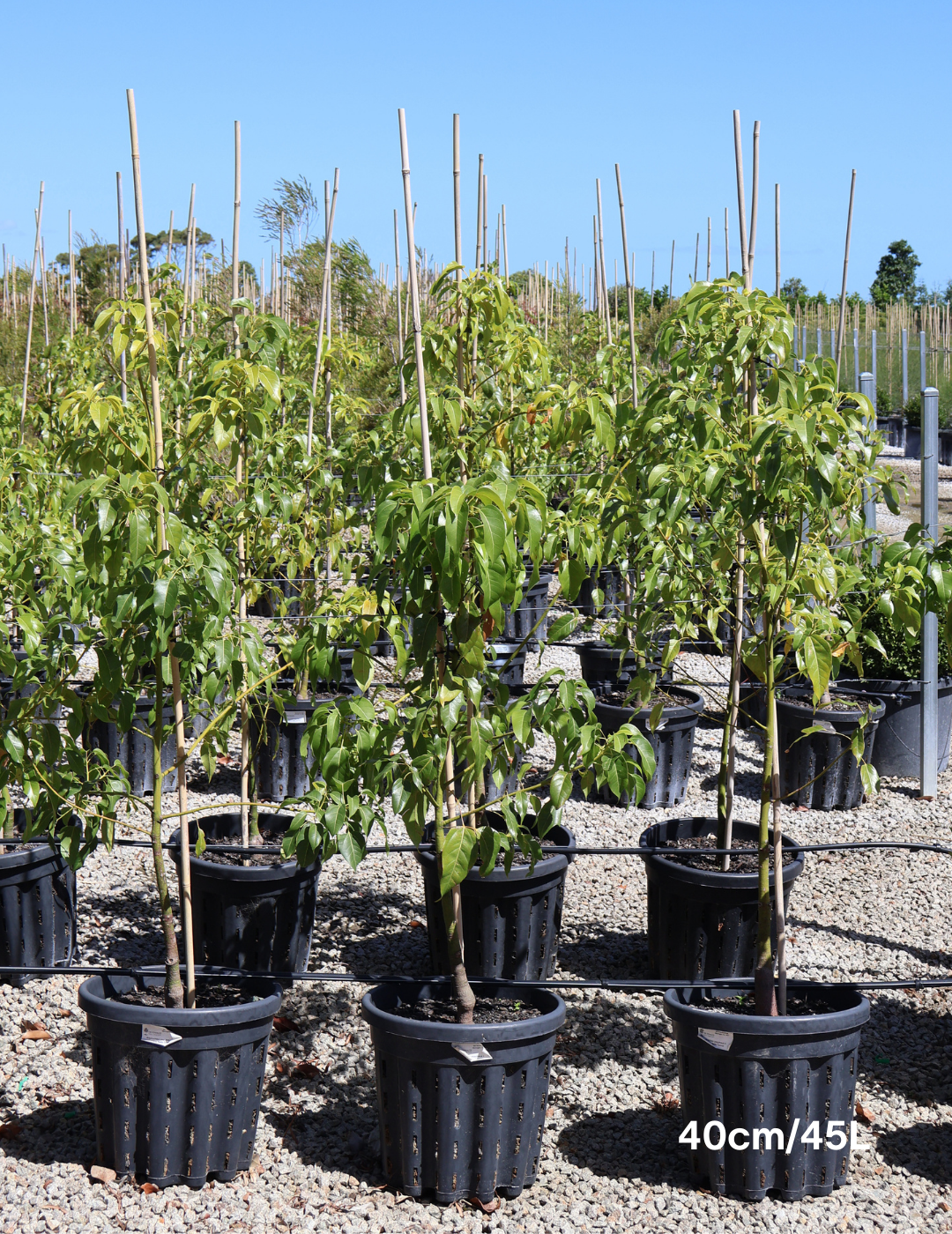 Brachychiton populneus x acerifolius 'Bella Donna' - Evergreen Trees Direct