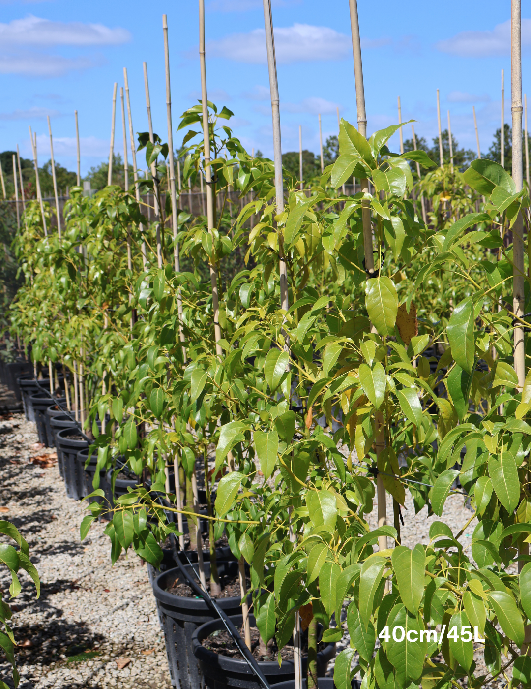 Brachychiton populneus x acerifolius 'Bella Donna' - Evergreen Trees Direct