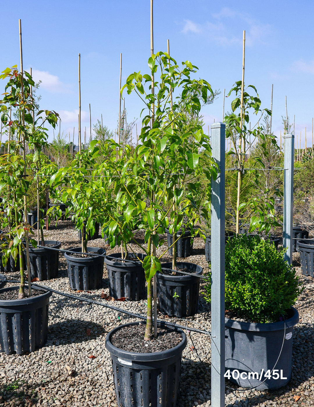 Brachychiton populneus x acerifolius 'Bella Pink' - Evergreen Trees Direct