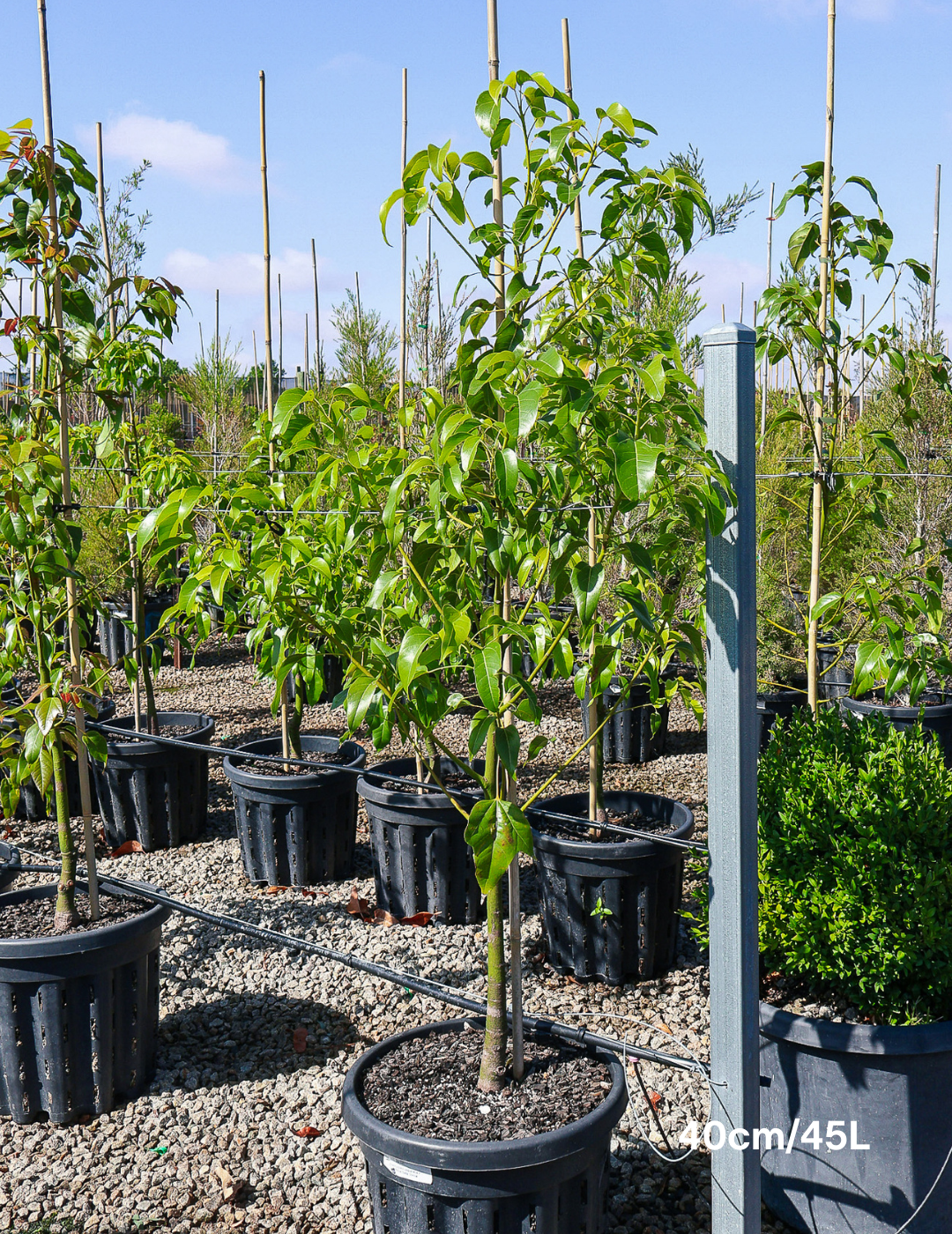 Brachychiton populneus x acerifolius 'Bella Pink' - Evergreen Trees Direct