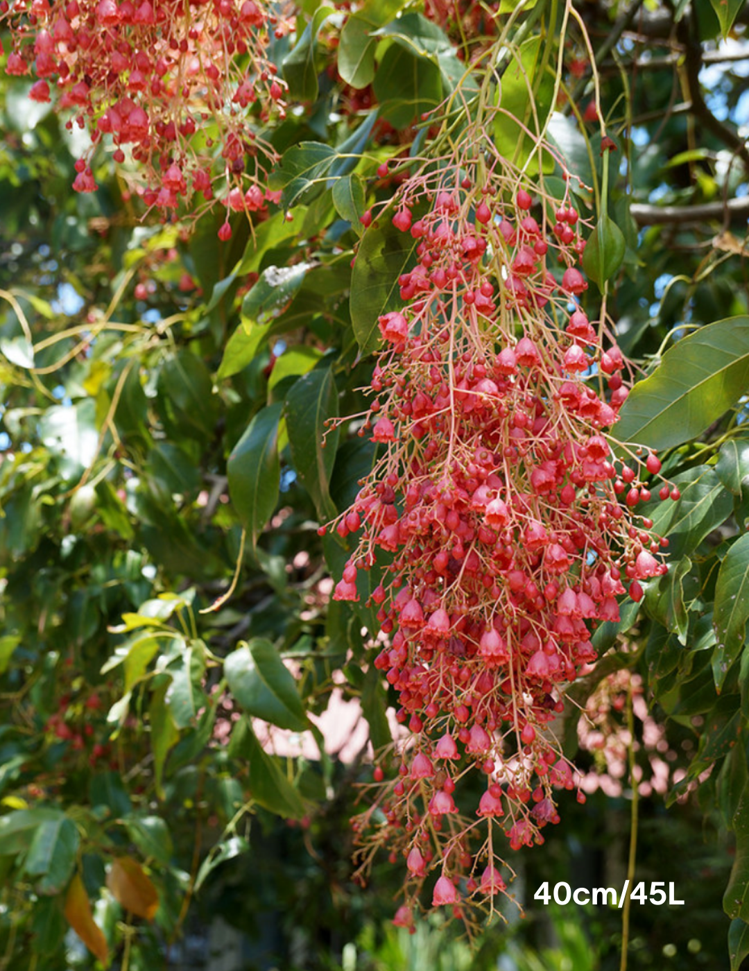 Brachychiton populneus x acerifolius 'Bella Pink'