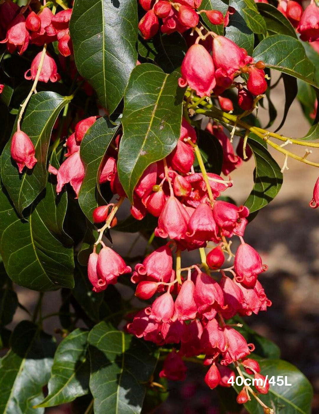 Brachychiton populneus x acerifolius 'Jerilderie Red' - Evergreen Trees Direct