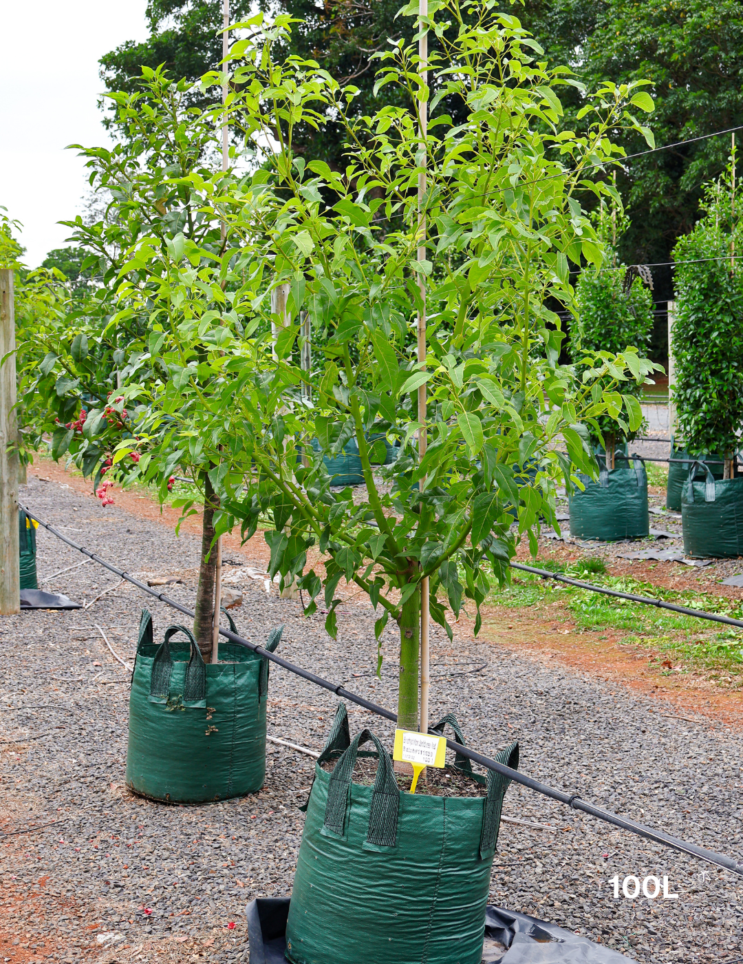 Brachychiton populneus x acerifolius 'Jerilderie Red' - Evergreen Trees Direct