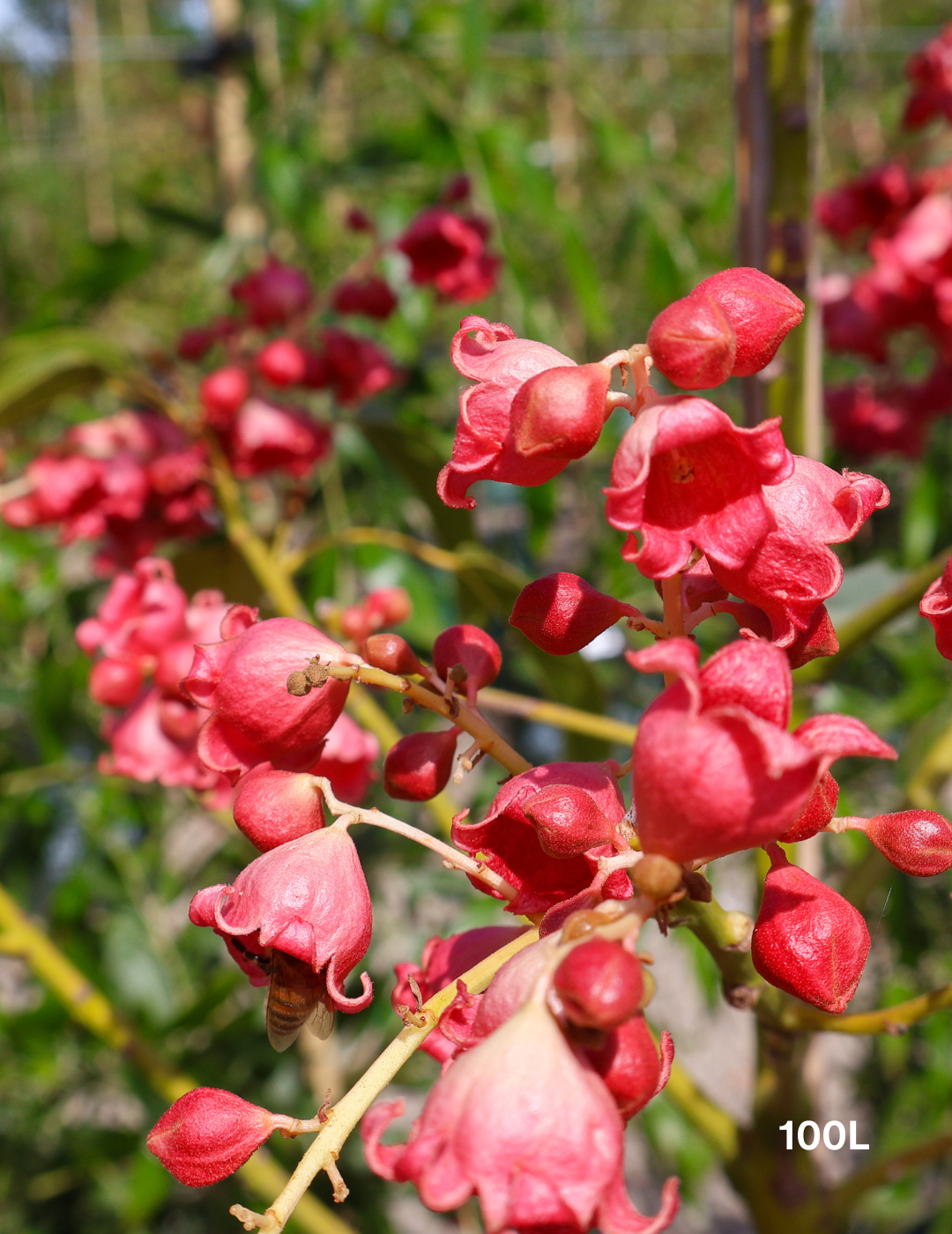 Brachychiton populneus x acerifolius 'Jerilderie Red' - Evergreen Trees Direct